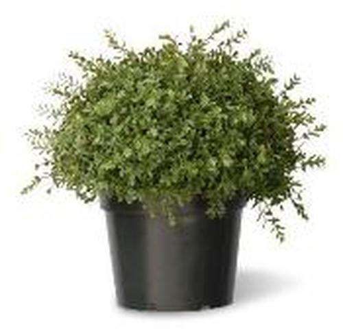 15" Artificial Two-Tone Green Mini Leaf Topiary Ball Shrub in Round Green Pot - 31350046