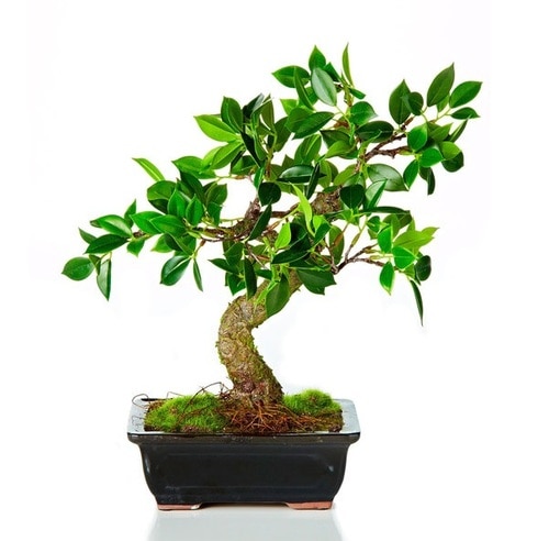 12.25" Decorative Green Artificial Bonsai Table Top Tree in a Black Rectangular Pot - 31517828