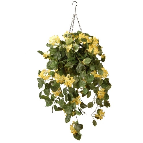 14" Yellow Bougainvillea Plant Hanging Basket - 33367712